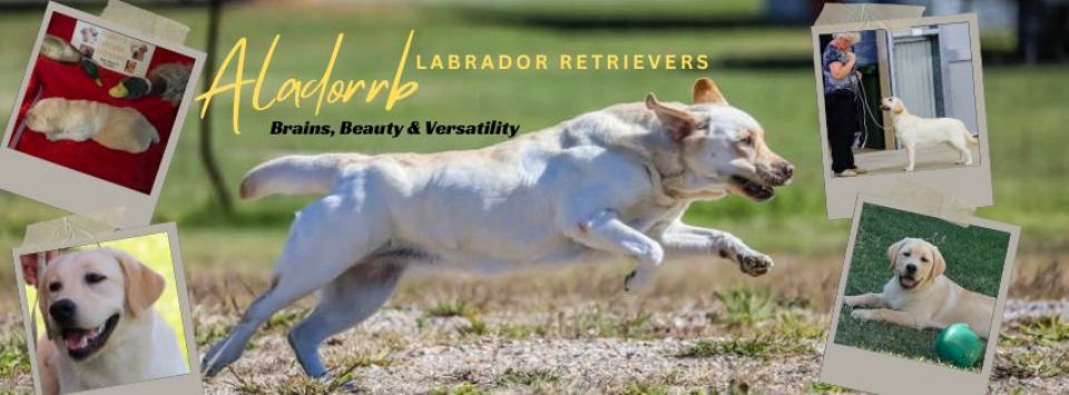 Aladorrb Labrador Retrievers