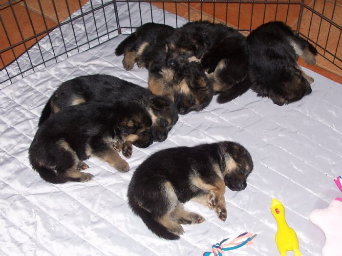 aimsway kennels