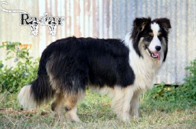 Choc Tri Border Collie