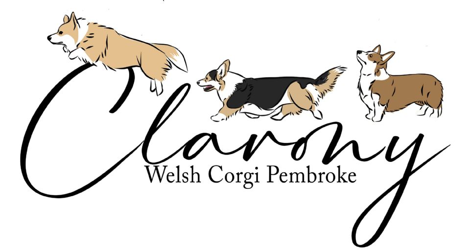 Clarony - Welsh Corgi Pembrokes