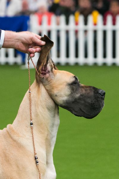 great dane collars and leads