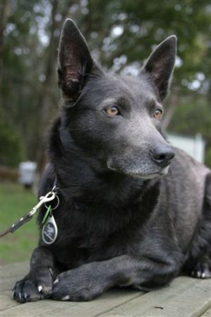 Australian kelpie hot sale blue