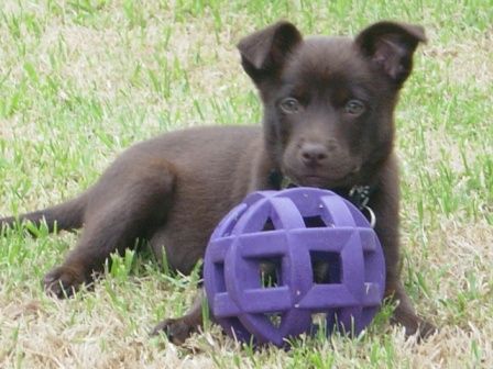 Chocolate kelpie outlet