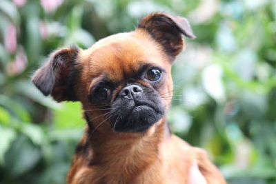 baby griffon dog