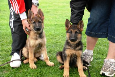 German Shepherd Dog Club Tasmania Inc