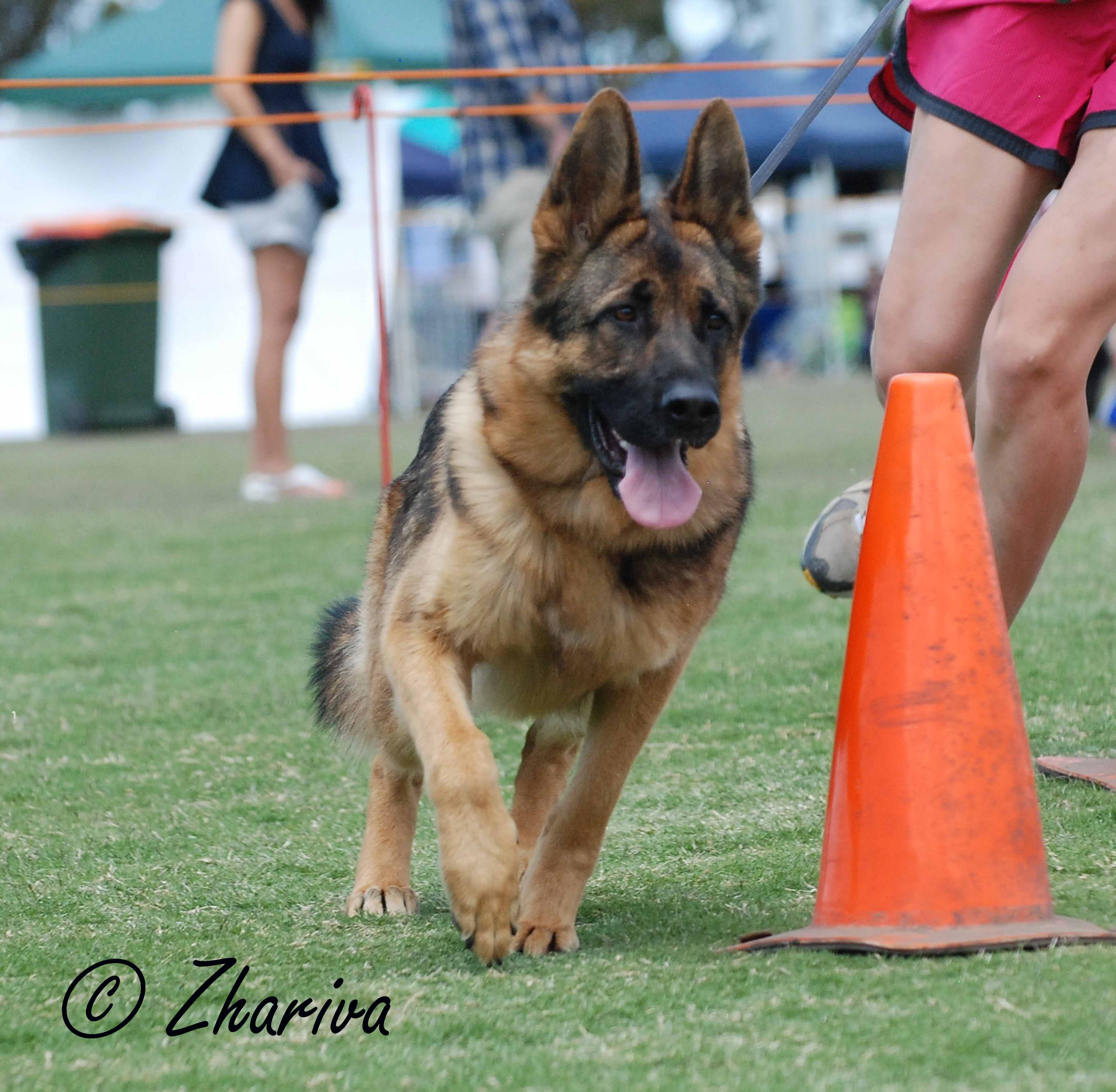 GERMAN SHEPHERD DOG CLUB TASMANIA INC