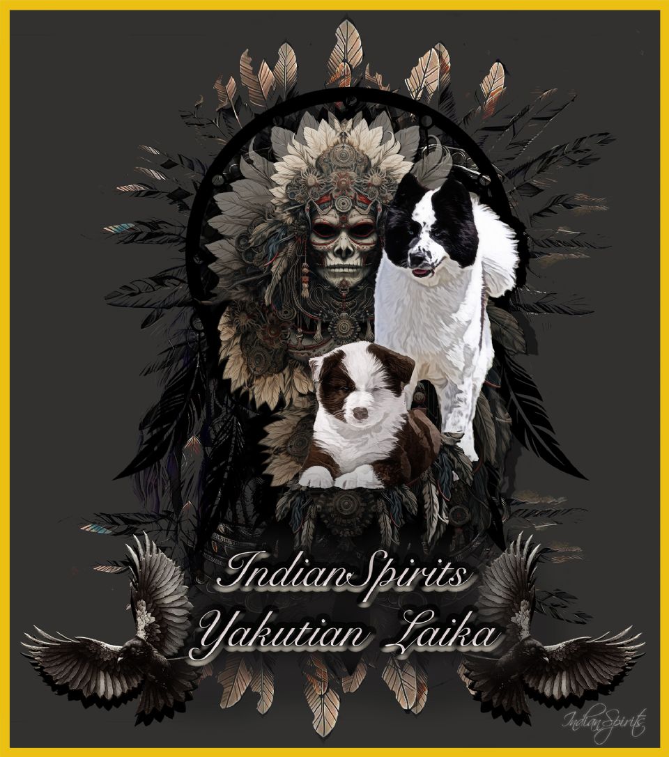 IndianSpirits Yakutian Laika & Alaskan Malamutes