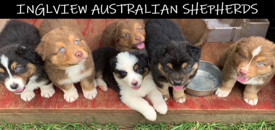 INGLVIEW AUSTRLIAN SHEPHERDS