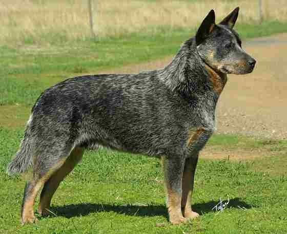 blue heeler show dog