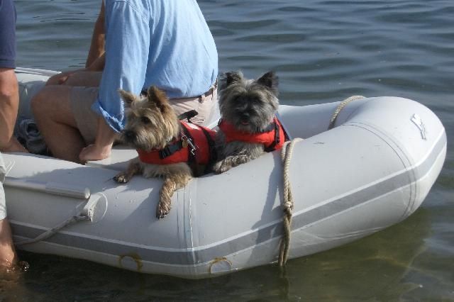 are cairns good family dogs