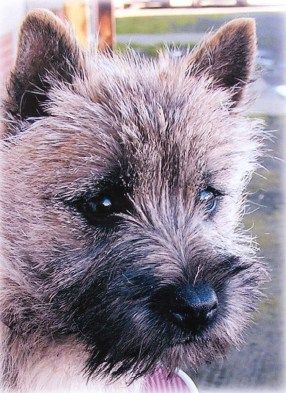 Retired cairn best sale terrier for sale