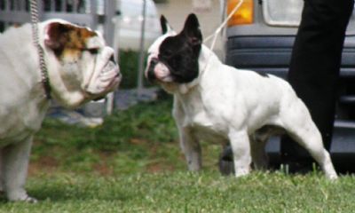 Muscular french hot sale bulldog