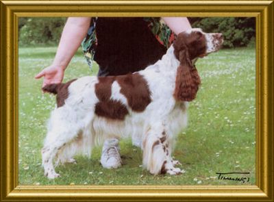 grooming springer spaniel ears