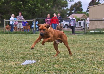 Dogs Enjoy Lure Course Fun Run in Melbourne