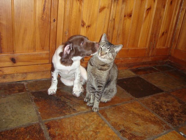Em as a puppy giving the reluctant Dizzy a smooch!