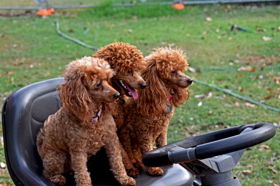 Tropical Red Toy Poodles