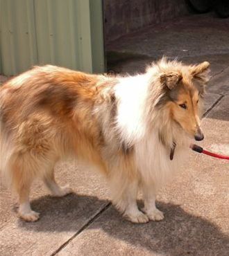 Victorian Collie Rescue