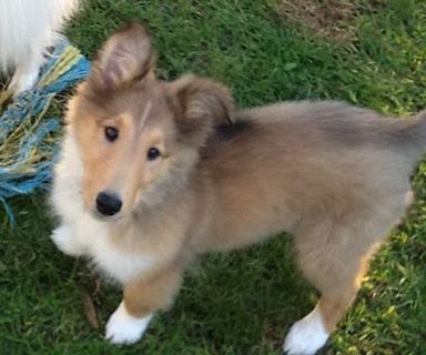 rough collie puppies rescue