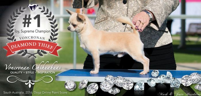 Australia's number 1 Chihuahua, South Australia's number 1 Toy (DOLPS2016)