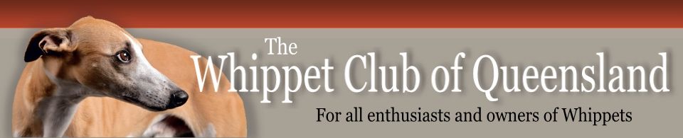 WHIPPET CLUB OF QUEENSLAND