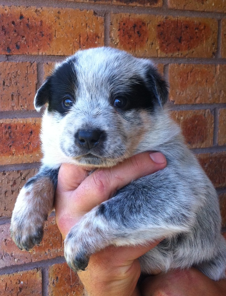 puppies-for-sale-goulburn-valley