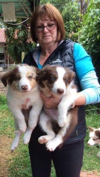 dogzonline australian shepherd