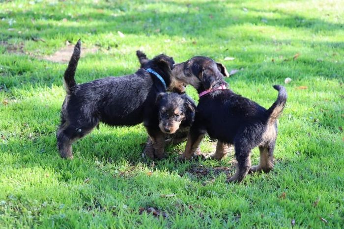 Airedale Terrier Club of Victoria (Australia)