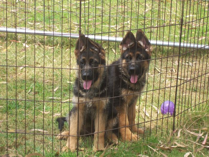 ALDERHAUS - GERMAN SHEPHERD DOGS