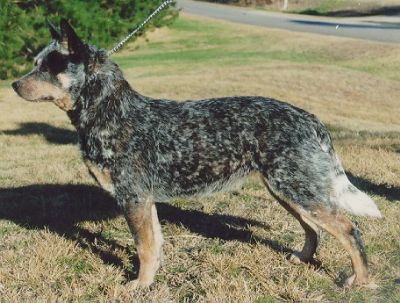 Smithfield stumpy best sale tail cattle dog