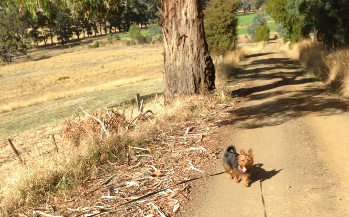 Country lane walks