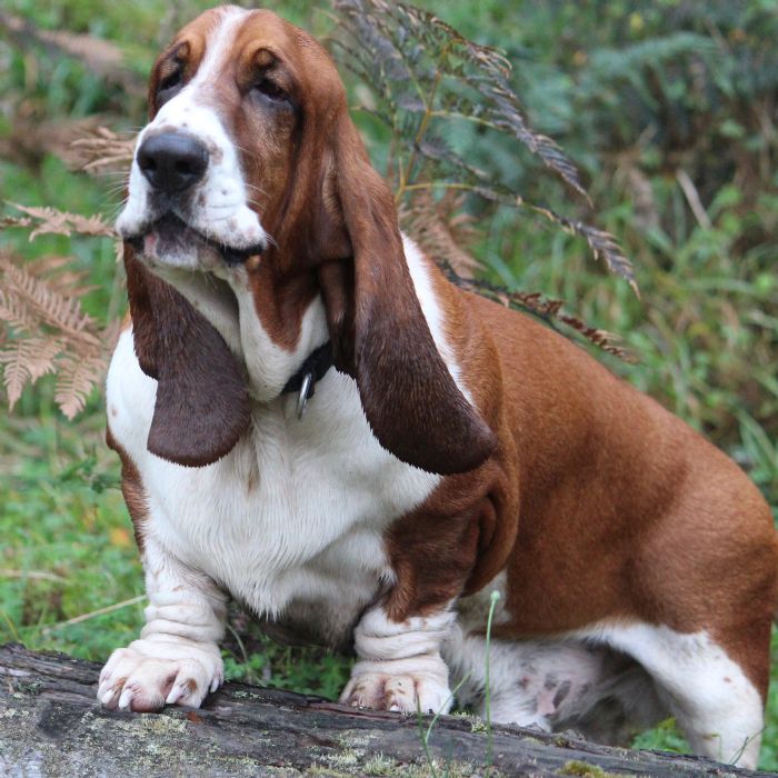 The Basset Hound Club of Victoria Inc.