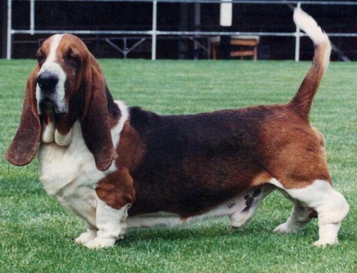 Basset club 2024