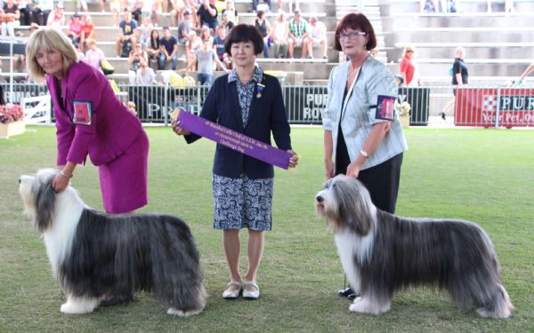 The Bearded Collie Club of NSW Inc
