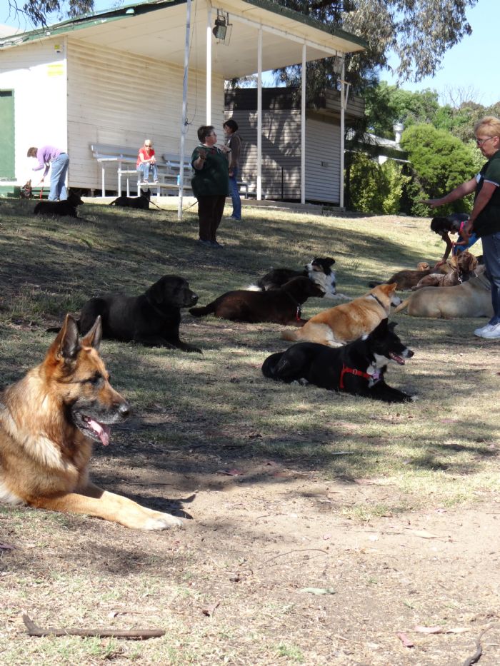 BENDIGO OBEDIENCE DOG CLUB