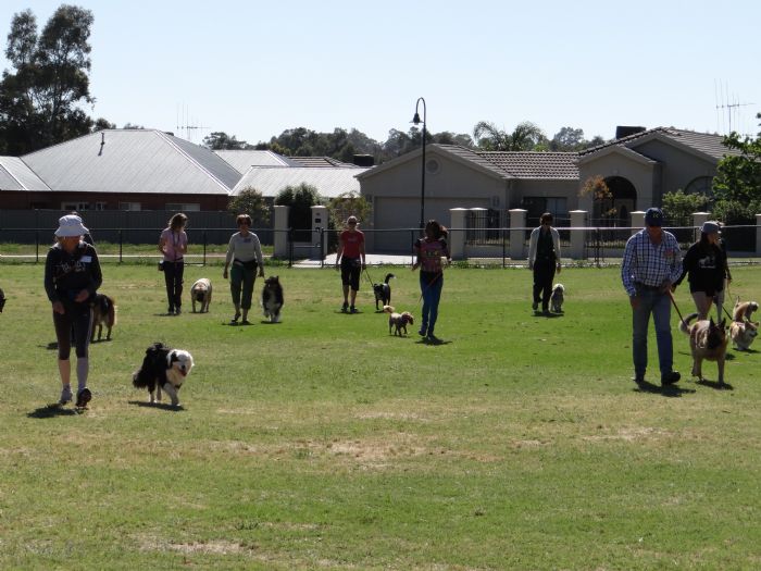 Big trees canine store obedience