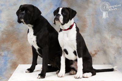 All black boxer store dog