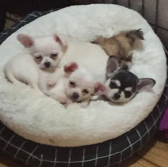 Dogzonline chihuahua hot sale