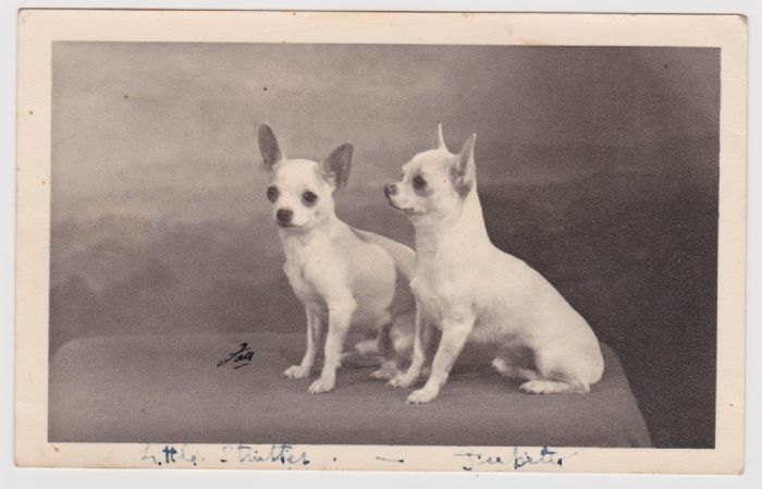 Chihuahua history store