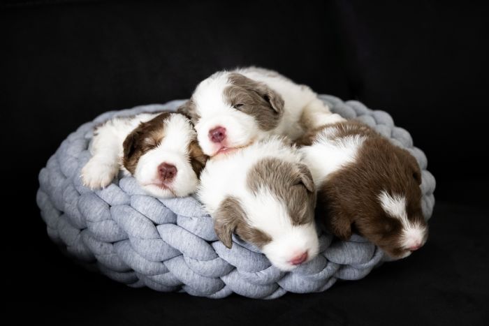 Chocabloc border hot sale collies