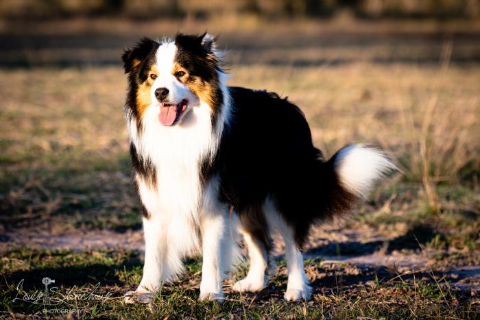 Tri merle clearance collie