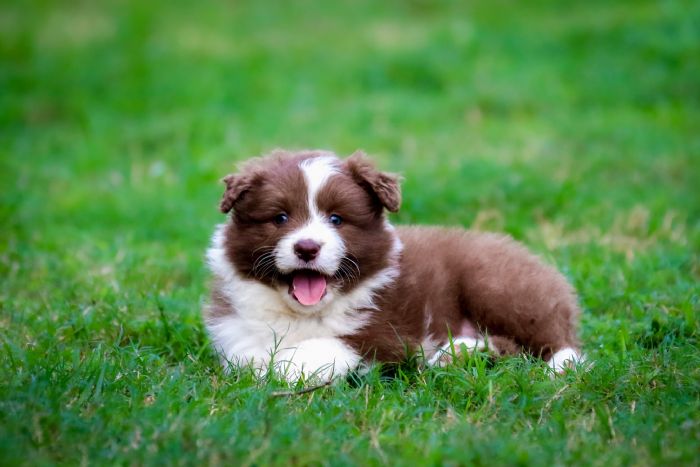 Chocabloc Border Collies