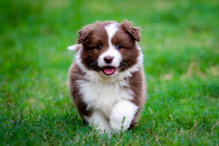 Chocabloc Border Collies