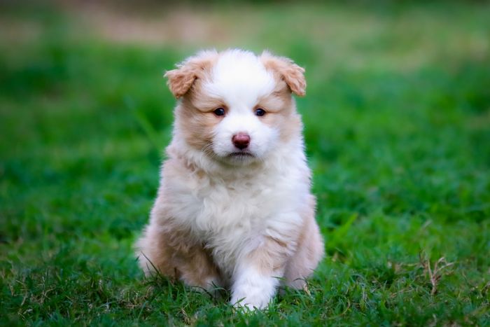 Chocabloc Border Collies