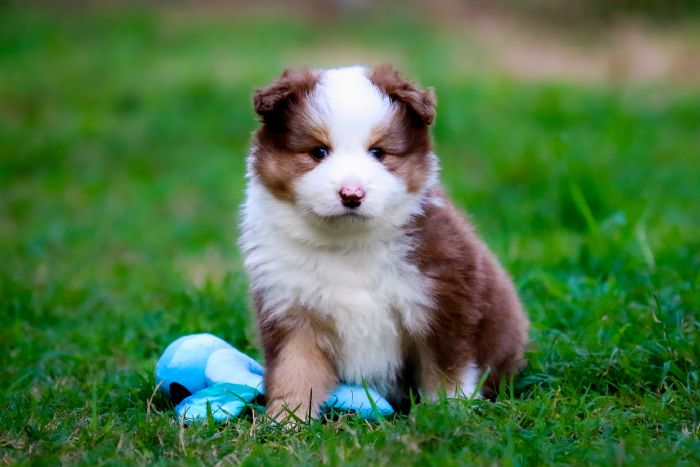 Chocabloc Border Collies