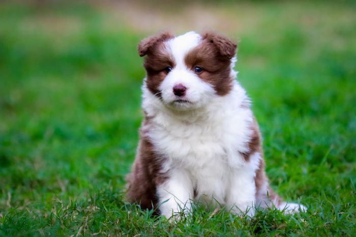 Chocabloc Border Collies