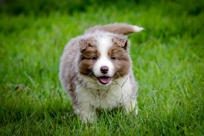 Lilac tricolor border outlet collie