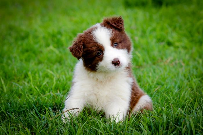 Chocabloc Border Collies