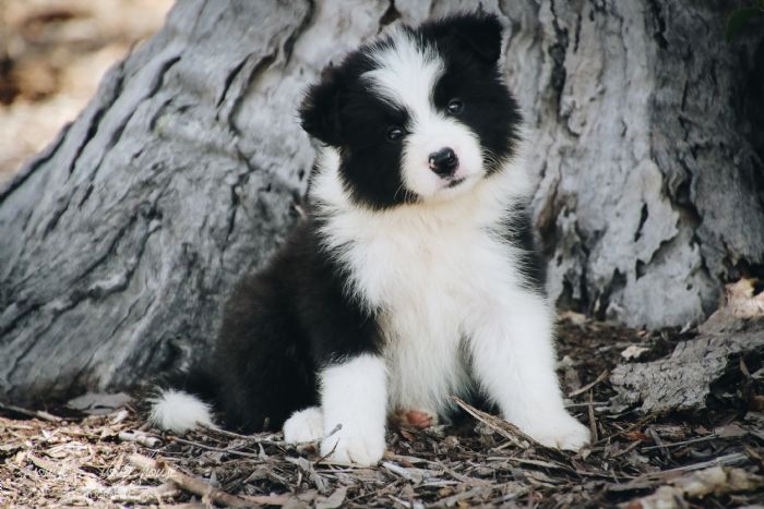 Blue and clearance white border collie