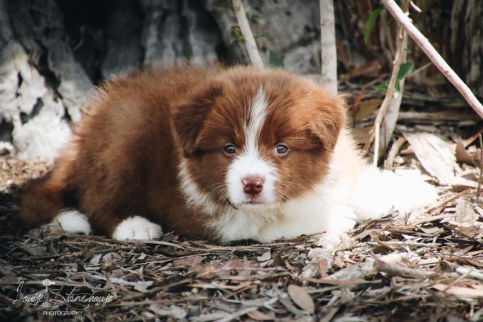 Chocabloc Border Collies