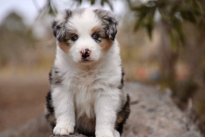 Blue merle tri outlet border collie